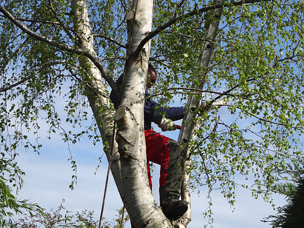 Lawn Pest Prevention in Afton, WY