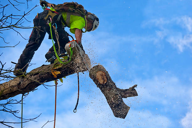 Reliable Afton, WY Tree Services Solutions